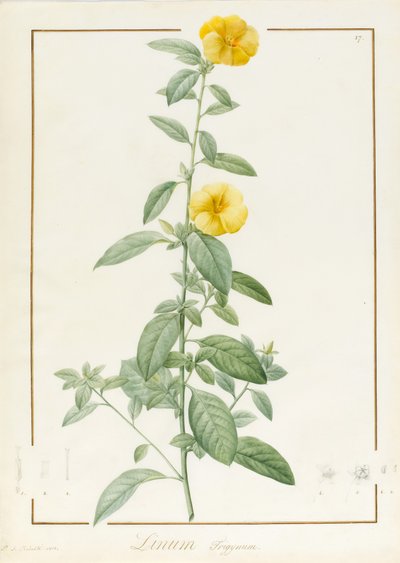 Linium Trigynum, 1813 (wc i kolor nadwozia ze śladami grafitu na welinie) autorstwa Pierre Joseph Redouté